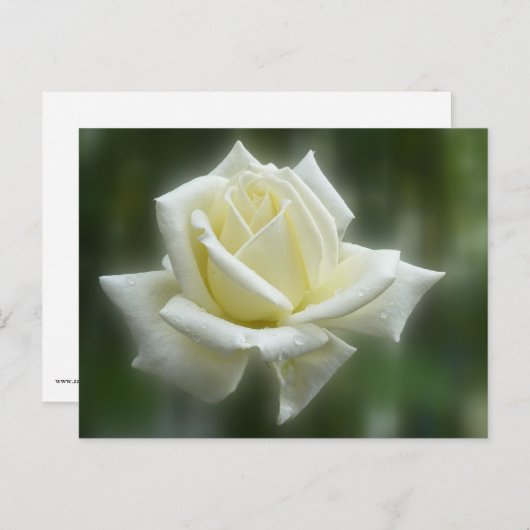 White Rose Postkarte (Vorne/Hinten)