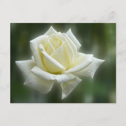 White Rose Postkarte (Vorderseite)
