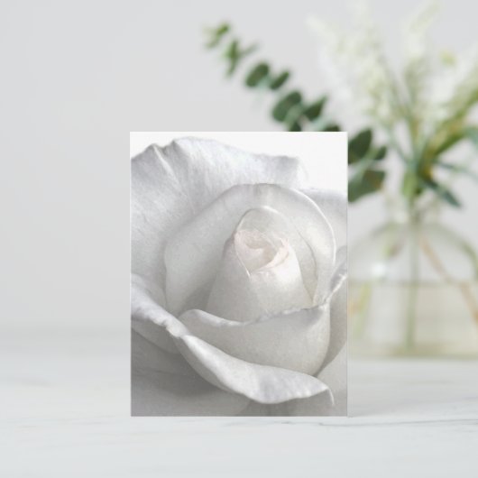 White Rose_ Postkarte (Stehend Vorderseite)
