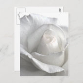 White Rose_ Postkarte (Vorne/Hinten)