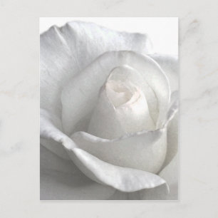 White Rose_ Postkarte