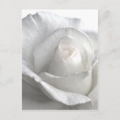 White Rose_ Postkarte (Vorderseite)