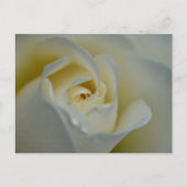 White Rose Postkarte (Vorderseite)
