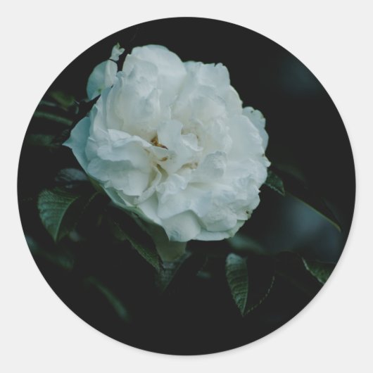 White Rose Runder Aufkleber (Vorderseite)