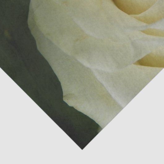 White Rose Seidenpapier (Ausschnitt)