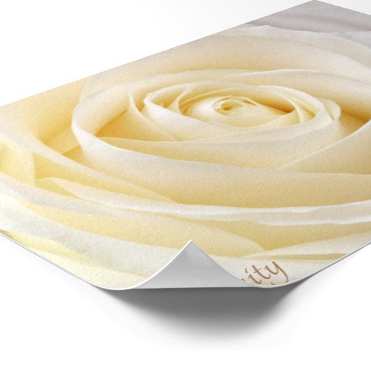 White Rose Serenity Poster (Ecke)