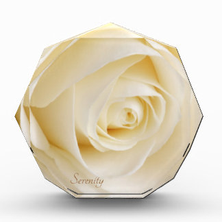 White Rose Serenity Schöne Blume Rosenknospe Fotoblock