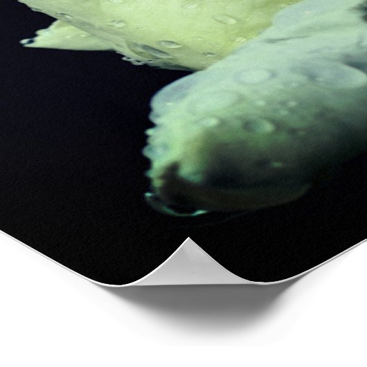 White Rosenknospe Blumen Mirror Abstrakt Poster (Ecke)