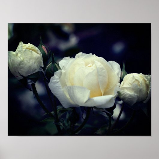 White Rosenknospe Trio Floral Poster (Vorne)