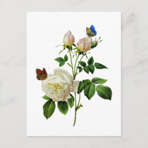 White Roses and Butterflies by Redoute Postkarte