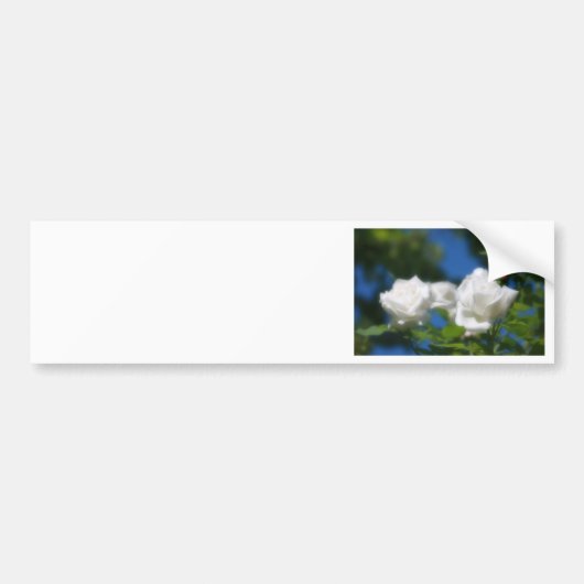 White Roses Autoaufkleber (Vorne)