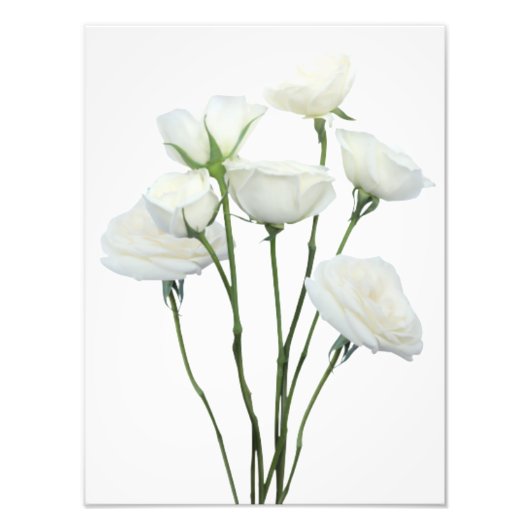 White Roses Fotodruck (Vorne)
