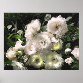 White Roses Poster (Vorne)
