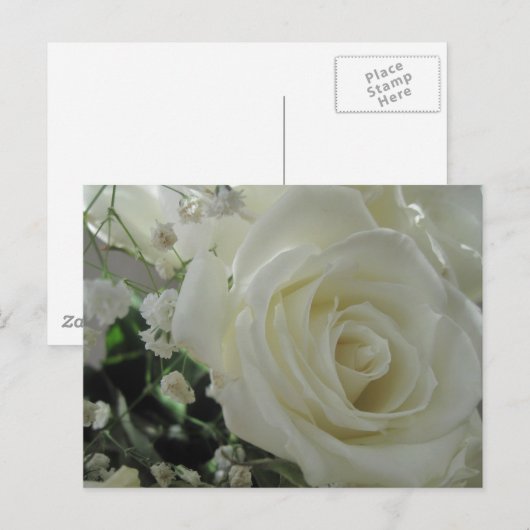 White Roses Postkarte (Vorne/Hinten)