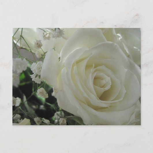 White Roses Postkarte (Vorderseite)