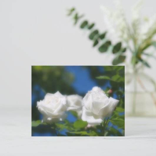 White Roses Postkarte (Stehend Vorderseite)