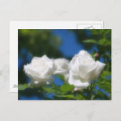 White Roses Postkarte (Vorne/Hinten)