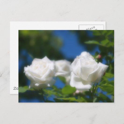 White Roses Postkarte (Vorne/Hinten)