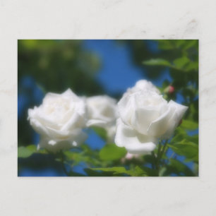 White Roses Postkarte
