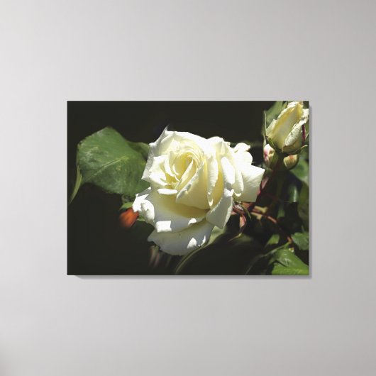 White Roses Wild Blume Foto Print Leinwanddruck (Vorderseite)