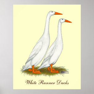 White Runner Ducks Poster
