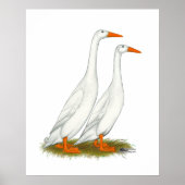 White Runner Ducks Poster (Vorne)