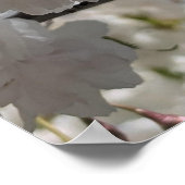 White Sakura H.G. Poster (Ecke)