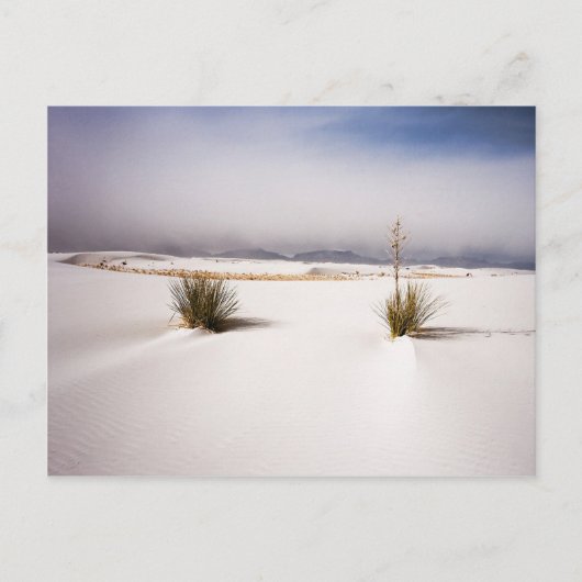White Sands Morning Postcard Postkarte (Vorderseite)