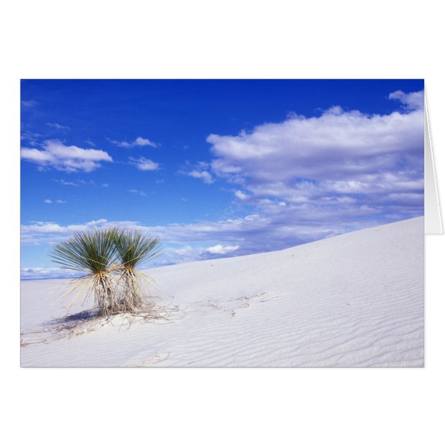 White Sands NM, New Mexico, USA (Vorderseite (Horizontal))