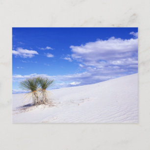 White Sands NM, New Mexico, USA Postkarte