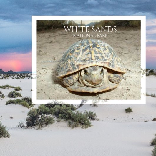 White Sands Wüste Box Schildkröte Postkarte