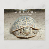 White Sands Wüste Box Schildkröte Postkarte (Vorderseite)