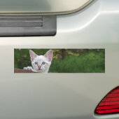 White Savannah Cat Background Autoaufkleber (Auf Auto)