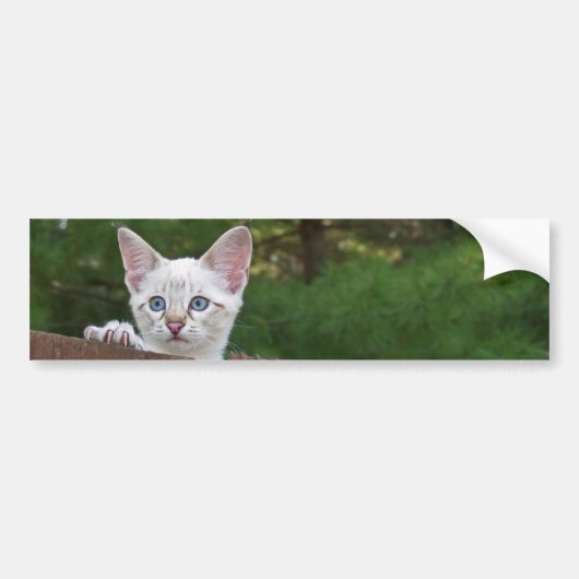 White Savannah Cat Background Autoaufkleber (Vorne)
