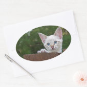 White Savannah Cat Oval Sticker (Umschlag)