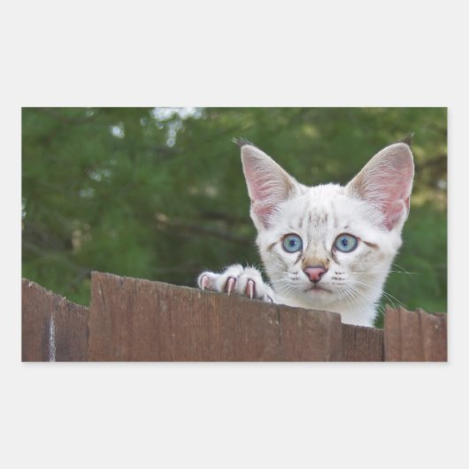 White Savannah Cat Rectangle Sticker (Vorderseite)