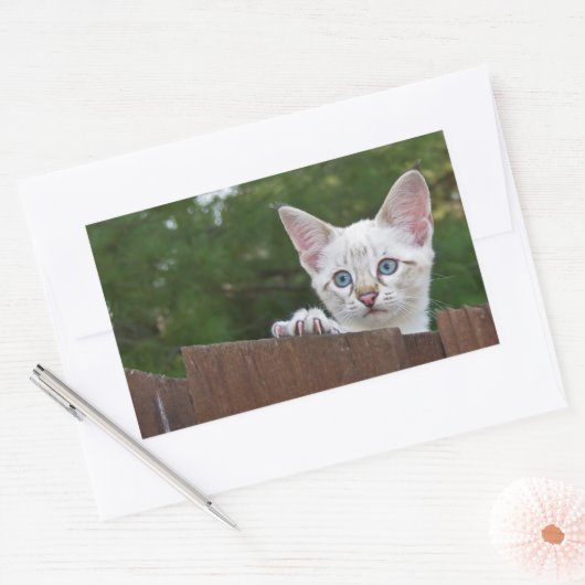 White Savannah Cat Rectangle Sticker (Umschlag)