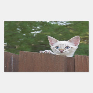 White Savannah Cat Rectangle Sticker