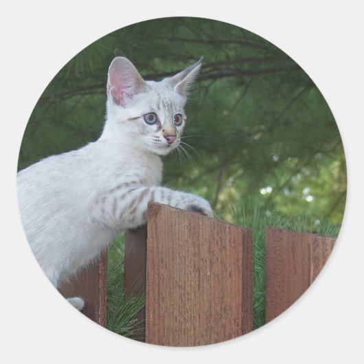 White Savannah Cat Round Sticker (Vorderseite)