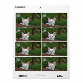 White Savannah Cat Shipping Label (Vorne)