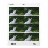 White Savannah Cat Shipping Label (Vorne)