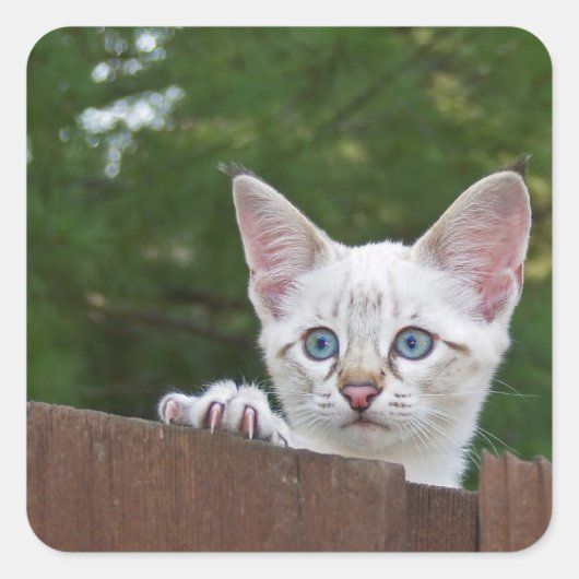 White Savannah Cat Square Sticker (Vorderseite)
