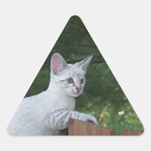 White Savannah Cat Triangle Sticker (Vorderseite)