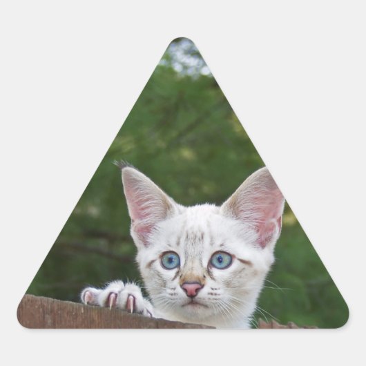 White Savannah Cat Triangle Sticker (Vorderseite)