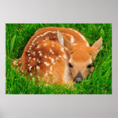 White Schwanz Baby Deer Poster (Vorne)
