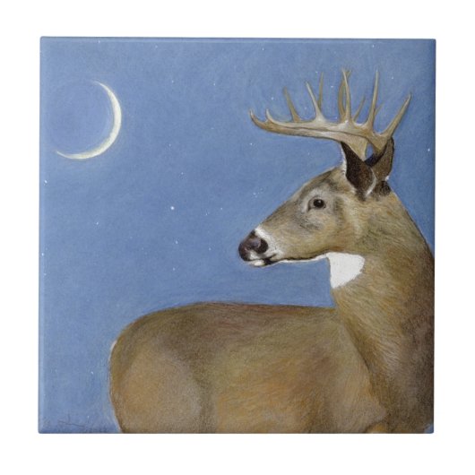 White Schwanz Buck Fliese (Vorderseite)