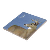 White Schwanz Buck Fliese (Seite)
