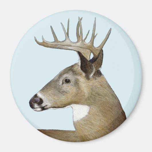 White Schwanz Buck Magnet (Vorne)