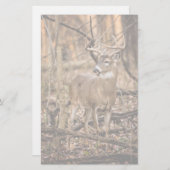 White Schwanz Deer Buck Briefpapier (Vorne/Hinten)