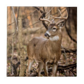 White Schwanz Deer Buck Fliese (Vorderseite)